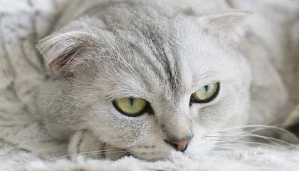 kaiyun-放低姿态拼东道主 铿锵玫瑰冲击决赛席位